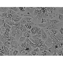 Rat Primary Hepatocytes - Frozen Vial