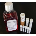 Complete Human Epithelial Cell Medium /w Kit