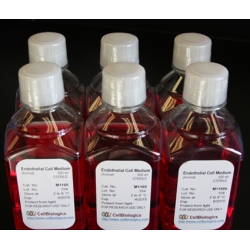 Endothelial Cell Basal Medium (Without Glucose and Phenol Red) – 500 ML