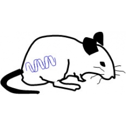 Fluids - Wild Type Mice (C57BL/6)