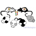 Mouse Genotyping Kit - Catalog No. CB6930