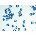 BALB/c Mouse Bone Marrow Neutrophils (Frozen Cells)