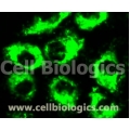 Cynomolgus Monkey Primary Lung Microvascular Endothelial Cells