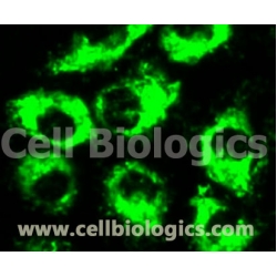 Cynomolgus Monkey Primary Lung Microvascular Endothelial Cells