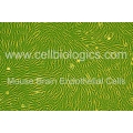 C57BL/6 Mouse Primary Brain Microvascular Endothelial Cells