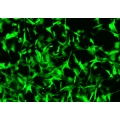 C57BL/6 Mouse Primary Pancreatic Fibroblasts