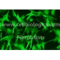 B129 Mouse Primary Lymphatic Fibroblasts