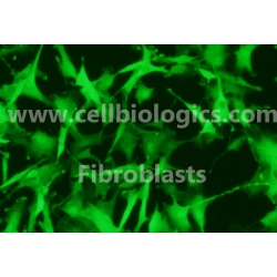 C57BL/6-GFP Mouse Primary Liver Fibroblasts