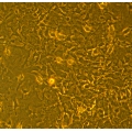 B129 Mouse Bone Marrow Mesenchymal Stem Cells (B9MSC)
