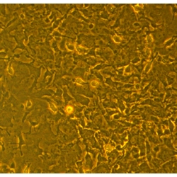 B129 Mouse Bone Marrow Mesenchymal Stem Cells (B9MSC)