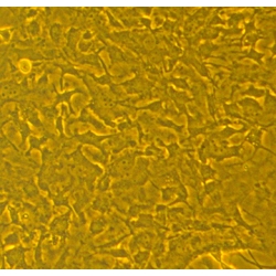 C57BL/6 Mouse Bone Marrow Mesenchymal Stem Cells (B6MSC)