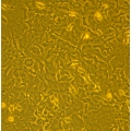Rat Bone Marrow Mesenchymal Stem Cells (RAMSC)