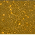 Mouse BM Mesenchymal Stem Cells