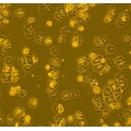 Monkey Hepatocytes, Stellate Cells, Kupffer Cells