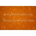 C57BL/6 Mouse Primary Aortic Endothelial Cells