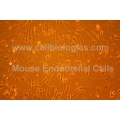 C57BL/6 Mouse Primary Aortic Endothelial Cells