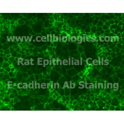 Rat Primary Small Intestinal Epithelial Cells