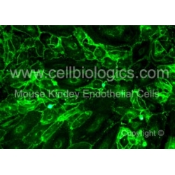 C57BL/6 Mouse Primary Kidney Endothelial Cells