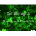 C57BL/6-GFP Mouse Primary Stomach Smooth Muscle Cells
