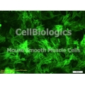 C57BL/6-GFP Mouse Primary Prostate Smooth Muscle Cells