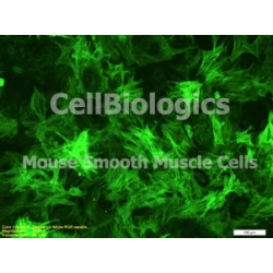 C57BL/6-GFP Mouse Primary Stomach Smooth Muscle Cells