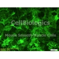 C57BL/6-GFP Mouse Primary Small Intestinal Smooth Muscle Cells