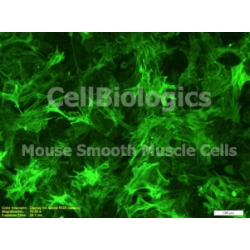 C57BL/6-GFP Mouse Primary Brain Vascular Smooth Muscle Cells