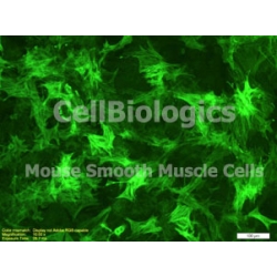 C57BL/6 Mouse Embryonic Esophageal Smooth Muscle Cells