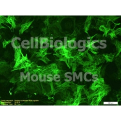 C57BL/6-GFP Mouse Primary Colonic Smooth Muscle Cells