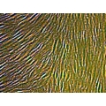 BALB/c Mouse Primary Prostate Smooth Muscle Cells