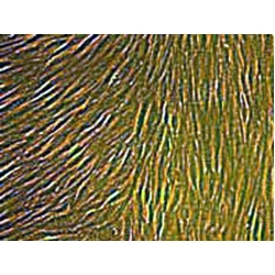 BALB/c Mouse Primary Prostate Smooth Muscle Cells