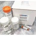 Myeloperoxidase Assay Kit (500 assays)