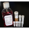 Complete Mesenchymal Stem Cell Medium /w Kit –500ML