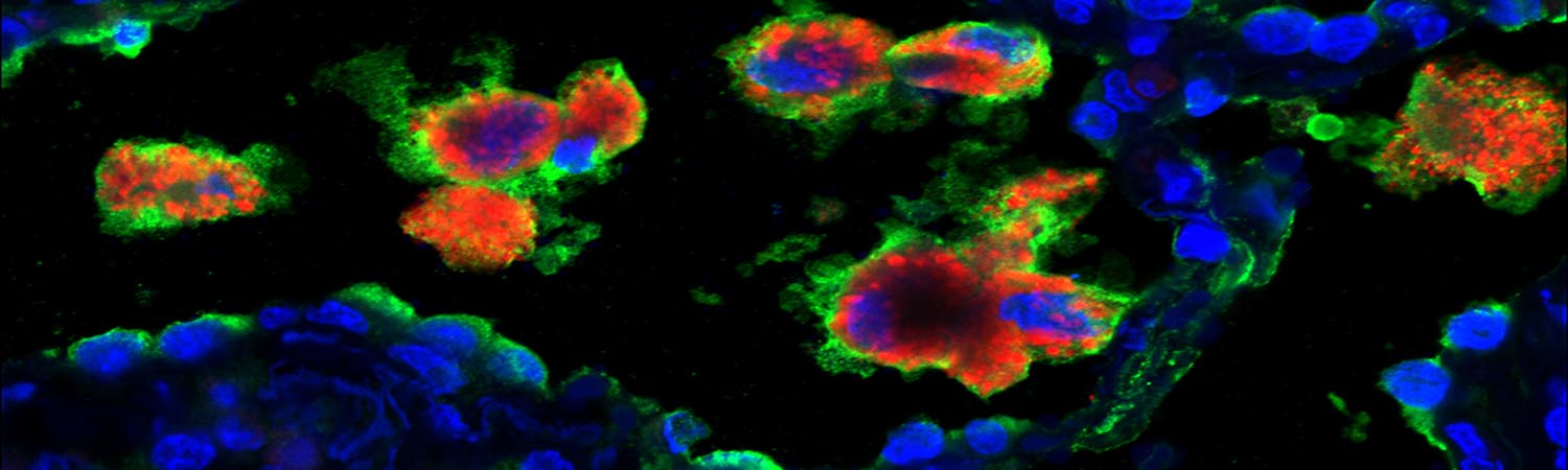 CellBiologics中國區(qū)域代理商及品牌介紹(CellBiologics特約代理)-上海起發(fā)